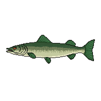 northern pike fish