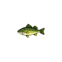 perch fish