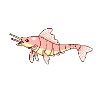 prawn
