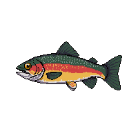 rainbow trout fish