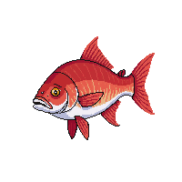 red snapper fish