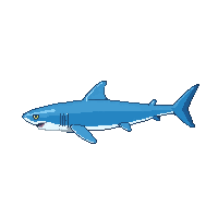 reef shark