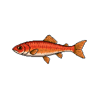 roach fish