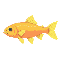 rudd fish