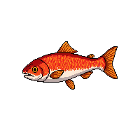 salmon fish