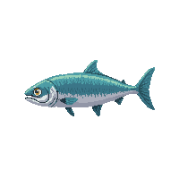 sardine fish