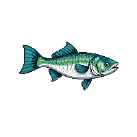sea bass fish