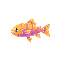 shiner fish