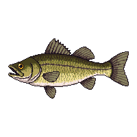 smallmouth bass fish
