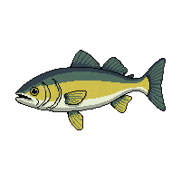 snook fish