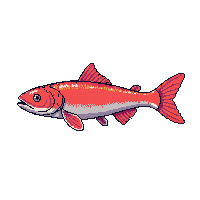 sockeye salmon fish