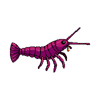 spiny lobster