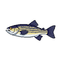 striped bass fish