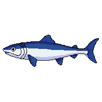 sturgeon fish