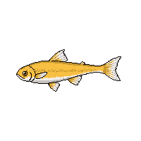 tench fish