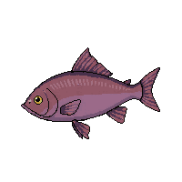tilapia fish