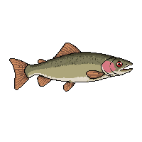 trout fish