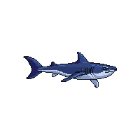 whale shark