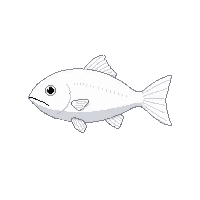whitefish