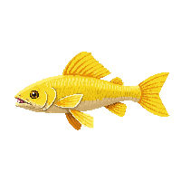 yellow perch fish