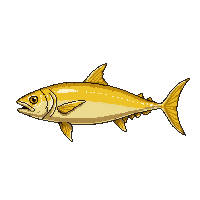 yellowfin tuna fish