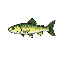 zander fish