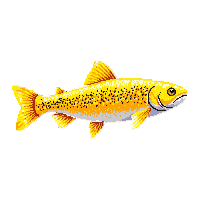 brook trout trophy gold