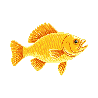 crappie trophy gold