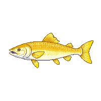 mackerel trophy gold