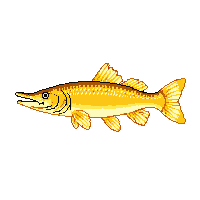 northern pike trophy gold