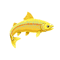 rainbow trout trophy gold