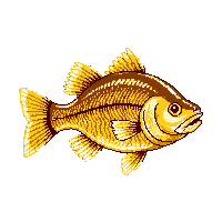 smallmouth bass trophy gold