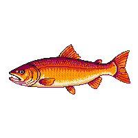 sockeye salmon trophy gold
