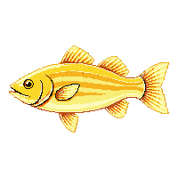 striped bass trophy gold