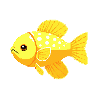 yellow perch trophy gold