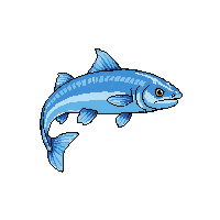albacore leaping