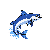 barracuda leaping