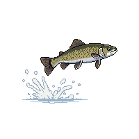 brook trout leaping