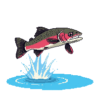 brown trout leaping