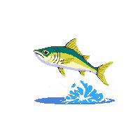 mahi mahi leaping