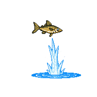 sardine leaping