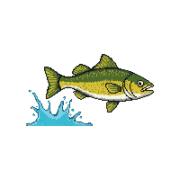 sea bass leaping