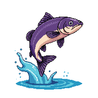 sockeye salmon leaping