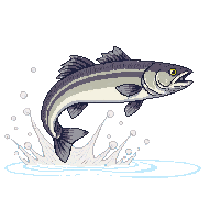 striped bass leaping
