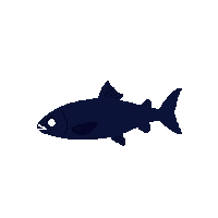anchovy silhouette