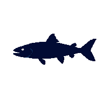 bonefish silhouette