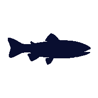 brown trout silhouette
