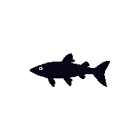 burbot silhouette