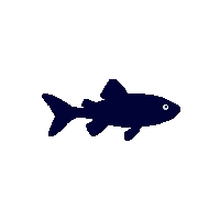 catfish silhouette
