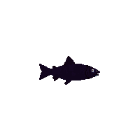grayling silhouette